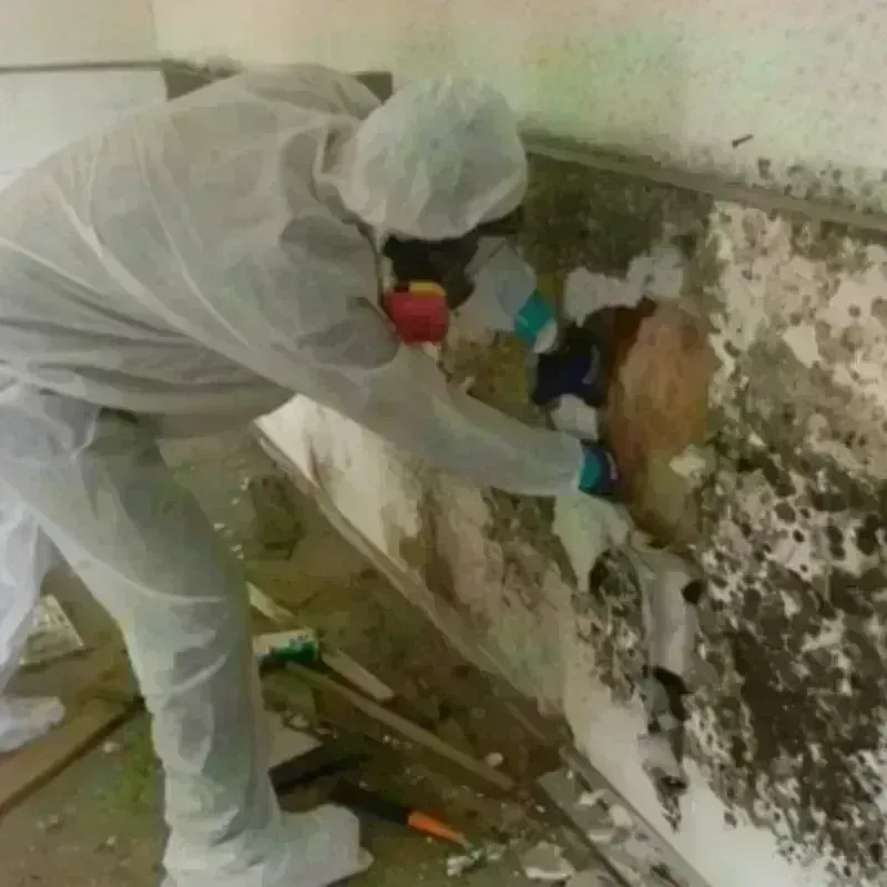 Mold Remediation and Removal in North Puyallup, WA